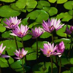 Water_lilies.jpg